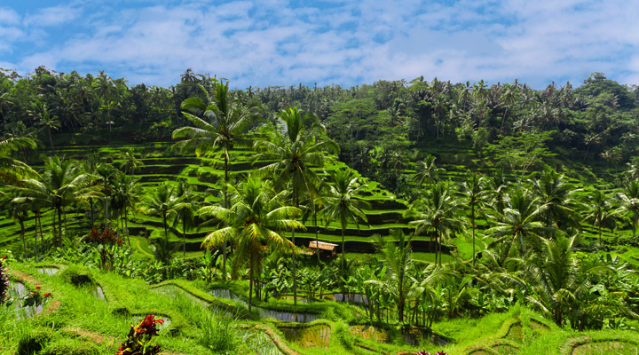 Indonesie Ubud