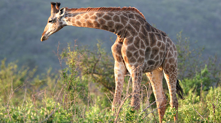 Giraf Hluhluwe Umfolozi Zuid Afrika
