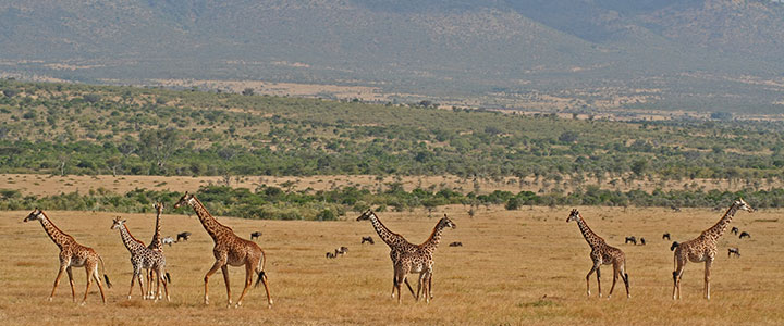 Zuid Afrika Krugerpark