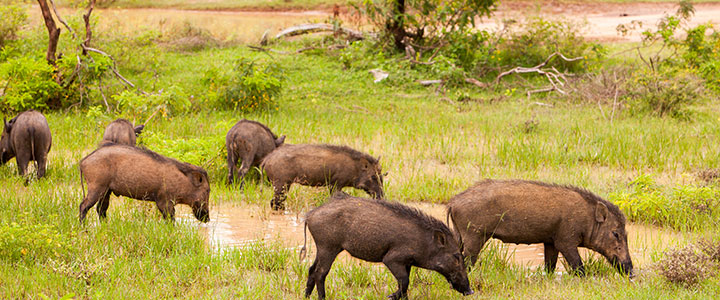 Sri Lanka Yala nationaal park