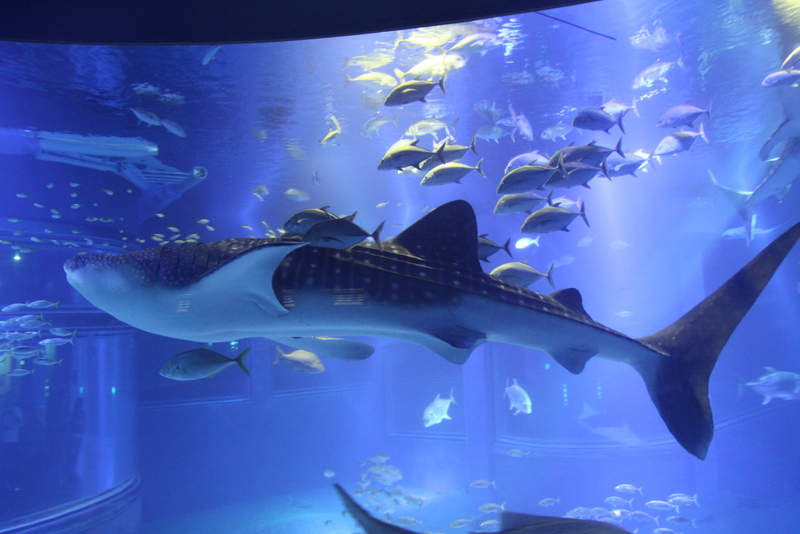 Aquarium haaien, Osaka