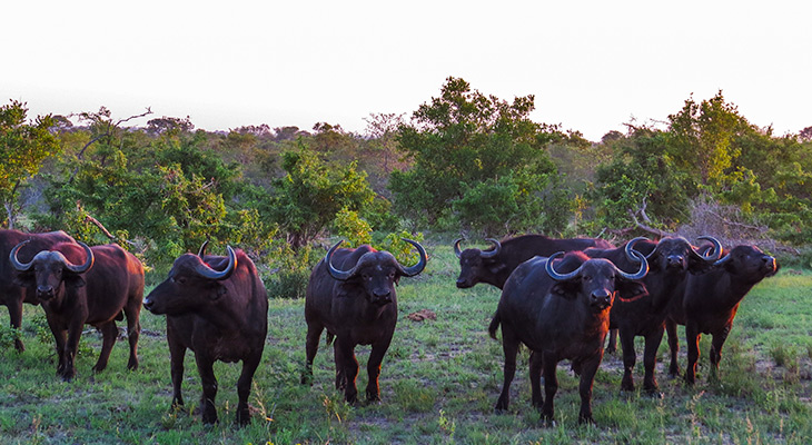 kudde buffels in het wild