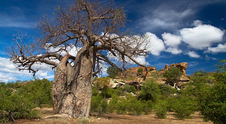 Baobabboom in Mapungubwe Nationaal Park, Zuid-Afrika