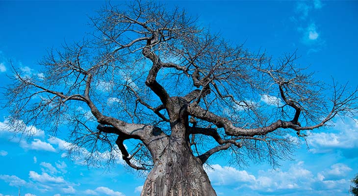 Prachtige boom in Ruaha National Park