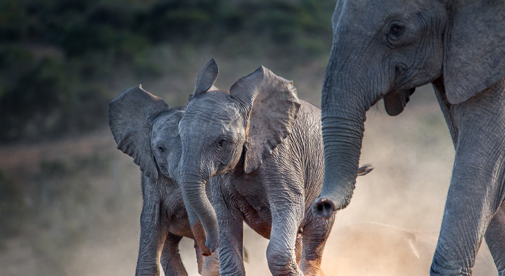 Olifanten Addo Elephant National Park