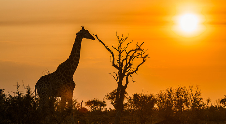 Giraffe bij Mpumalanga