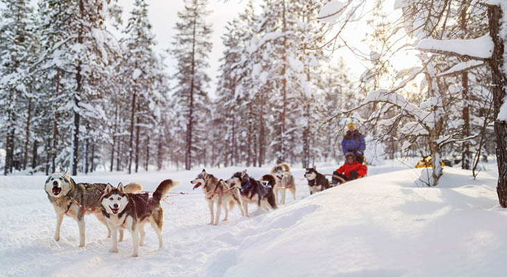 Husky sledetocht in Fins Lapland