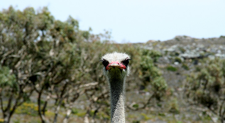 Struisvogel bij Oudtshoorn