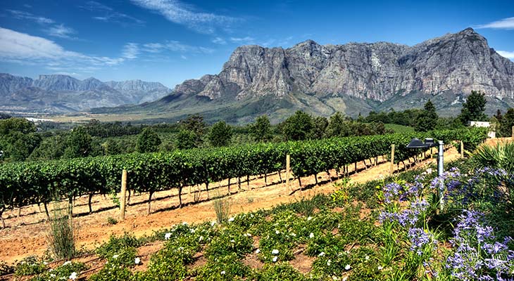 Bergen, wijngaarden en bloemen in Stellenbosch