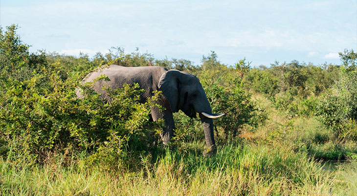 Olifant in Zuid-Afrika