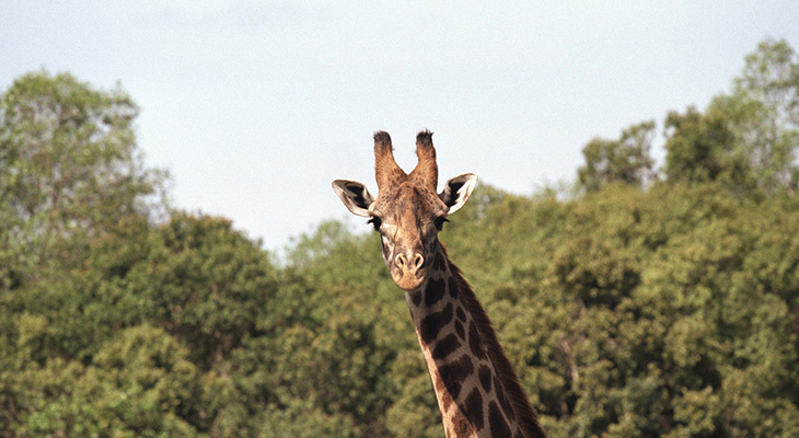 Giraffe in Aberdare National Park