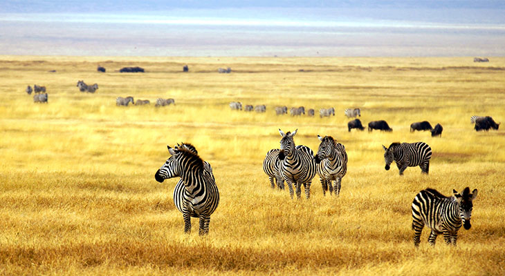 Zebra's in Arusha National Park