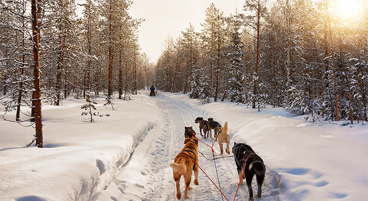 Sledehondentocht in Lapland