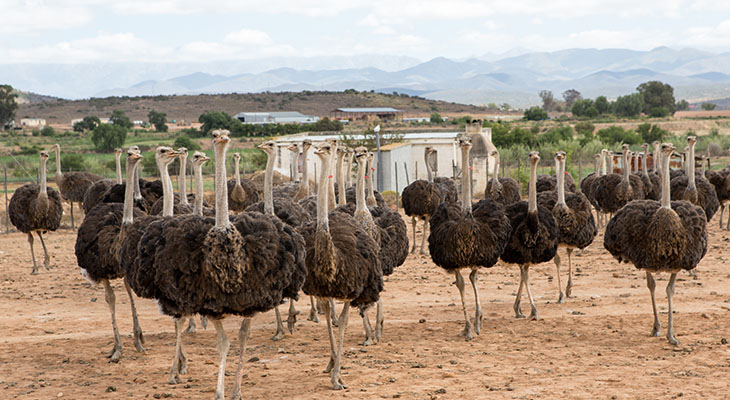 Struisvogels bij Oudtshoorn