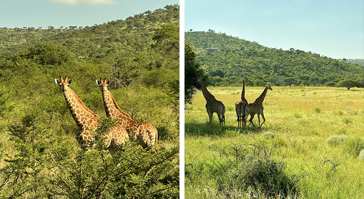 Giraffe Zuid-Afrika