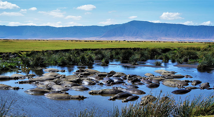 Nijlpaarden bij Ngorongoro krater