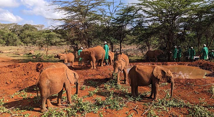 Olifanten bij Sheldrick Wildlife Trust