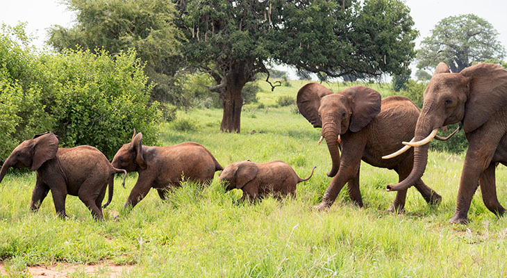 Olifanten in Arusha National Park