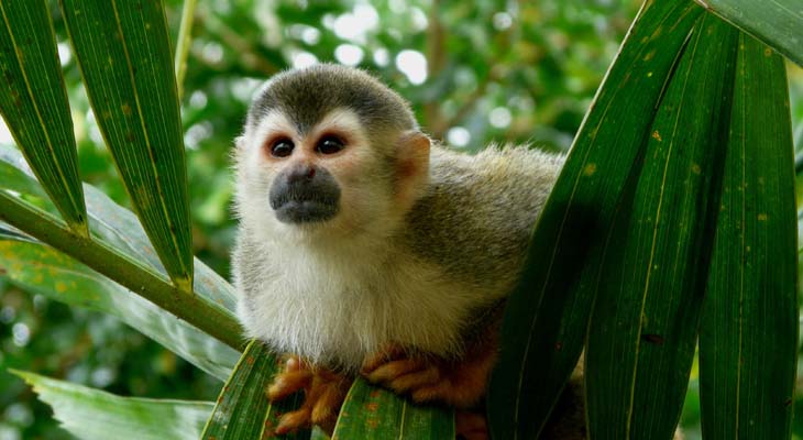 Squirrel monkey Manuel Antonio NP