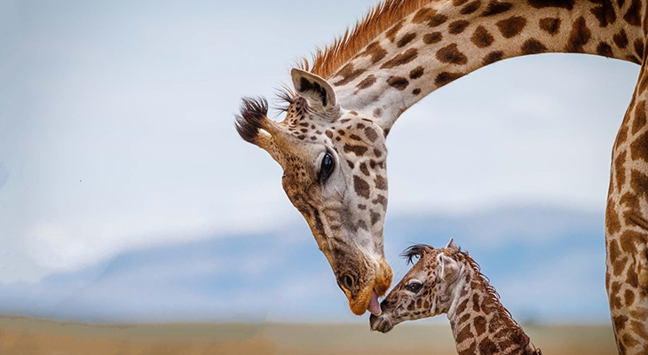 Giraffen in Serengeti National Park