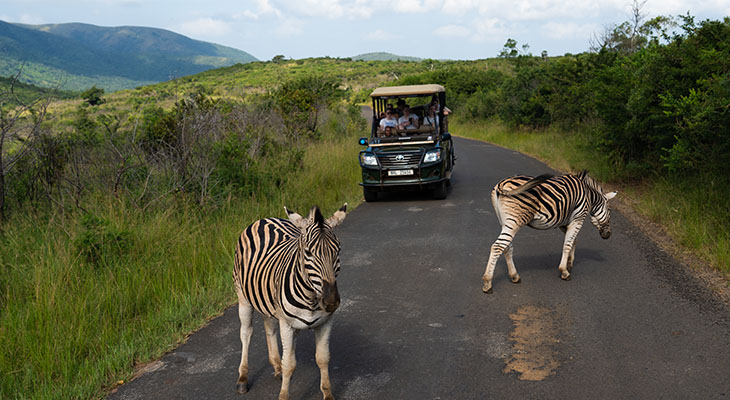 Zebra's in Hluhluwe Umfolozi nationaal park