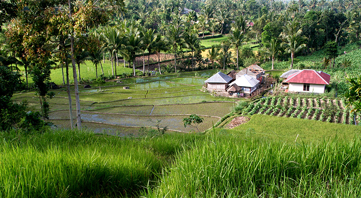 Rijstvelden, Lombok, Indonesie