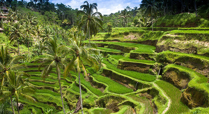 Rijstterrassen in Bali