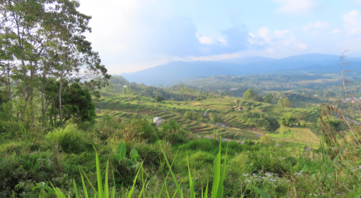 Rijstvelden Indonesië