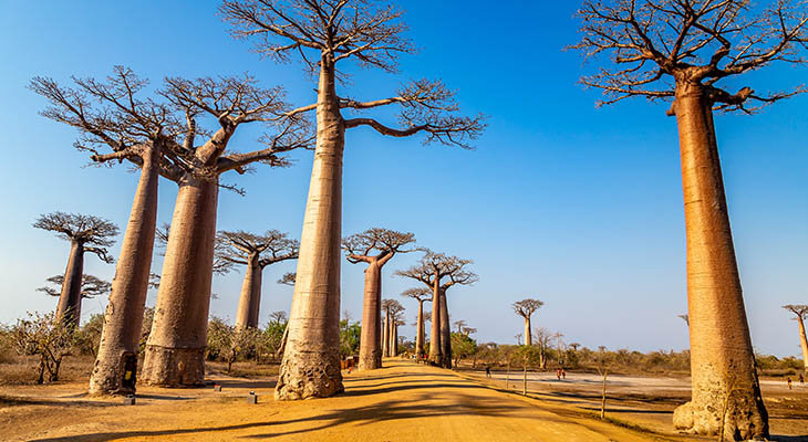 Allée des Baobabs op Madagaskar