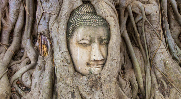 Buddha hoofd Ayutthaya
