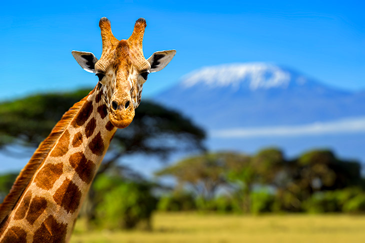 Giraffe met uitzicht op Kilimanjaro