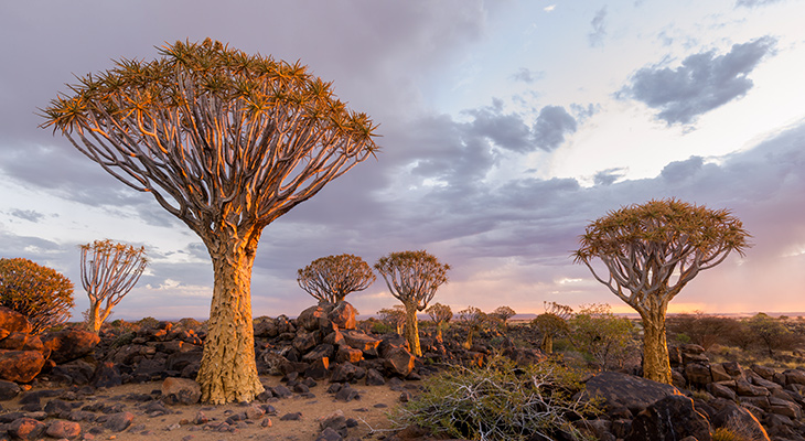 Kokerboom in het zuiden van Namibië