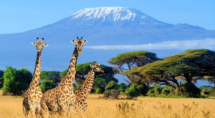 Giraffen bij Kilimanjaro