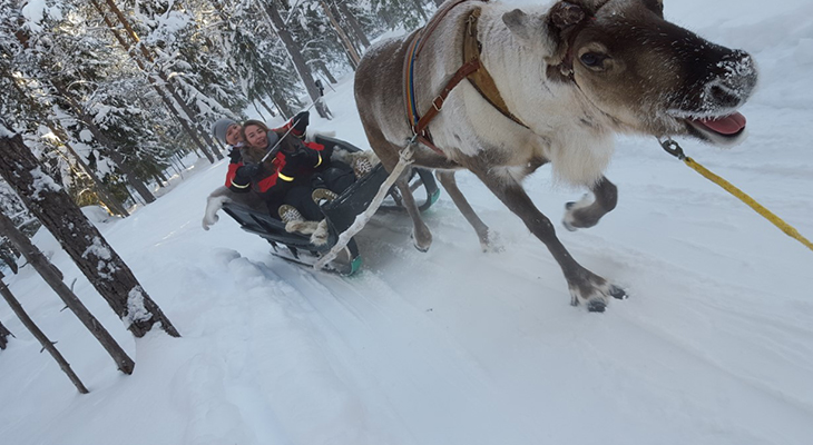 Rendiersledetocht in Lapland
