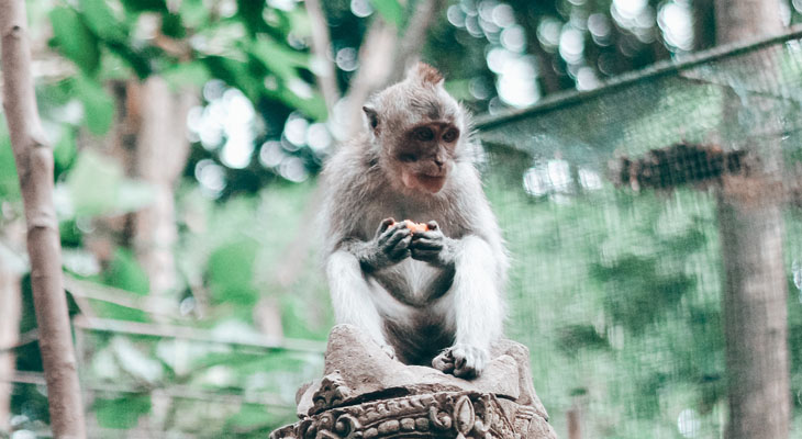 Aapjes Monkey Forest Ubud Indonesië