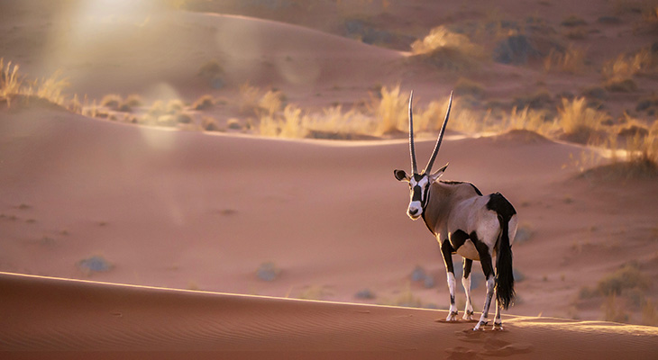 Een oryx gazella die stil staat op een zandduinrug in de Sossusvlei, Namibië