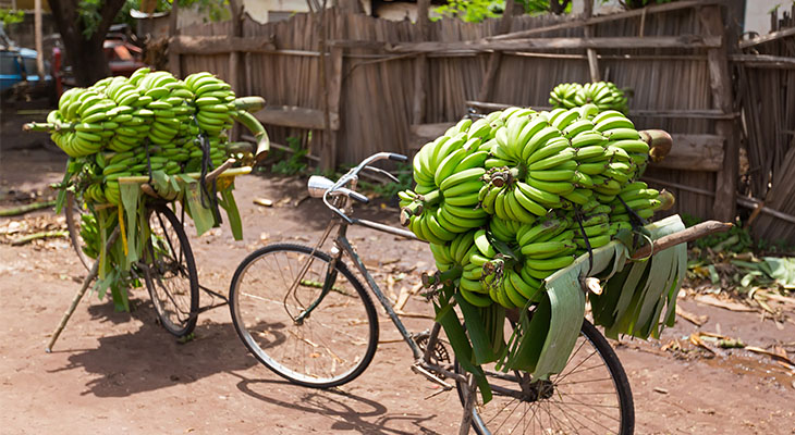 Fietsen met bananen in Arusha