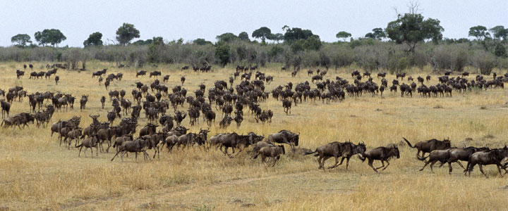 Masai Mara reservaat Masai Mara reservaat