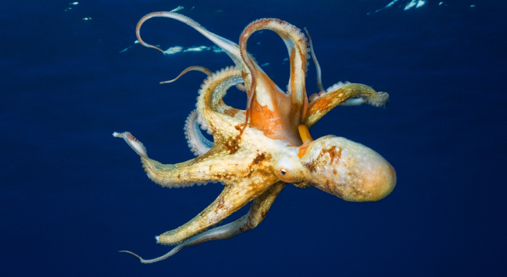 Octopus