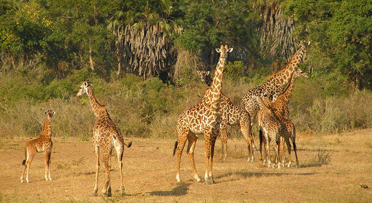 Giraffen in Selous Game Reserve