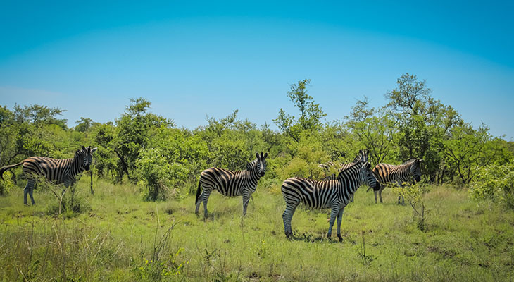 Zebra's in Krugerpark