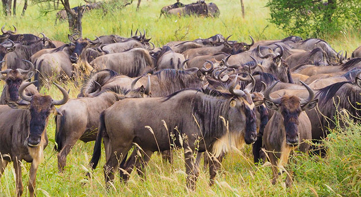 Gnoes in Arusha National Park