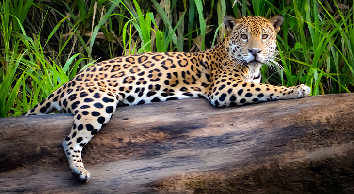 Jaguar Costa Rica