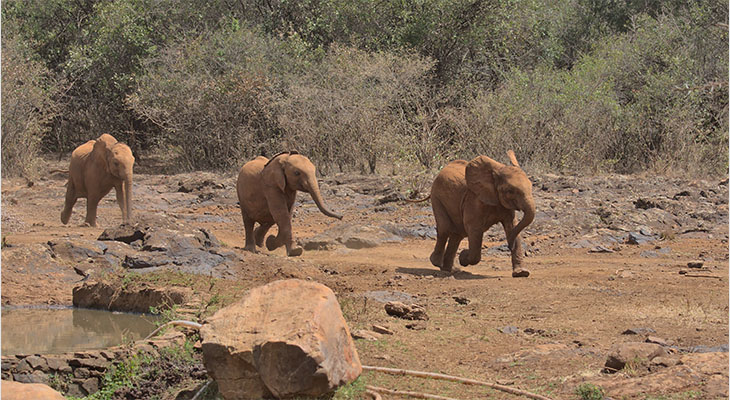 Baby olifanten bij Sheldrick Wildlife Trust