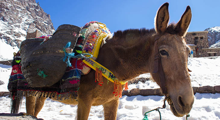 Toubkal ezel