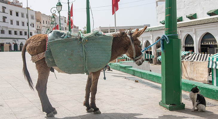 Moulay Idriss ezel