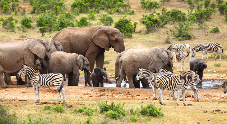 Addo Elephant Nationaal Park