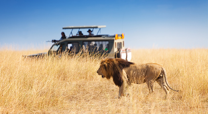 Leeuw in Amboseli National Park