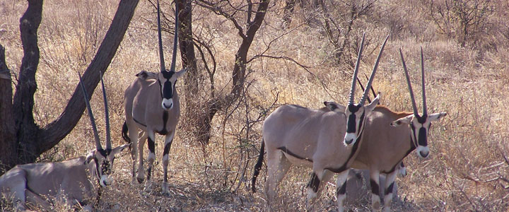 Samburu reservaat Samburu reservaat