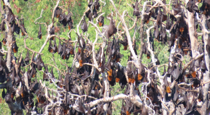 Bat Island indonesië